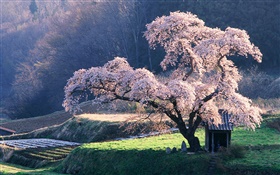 Frühjahr Kirschbaum