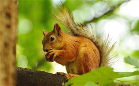 Eichhörnchen essen Obst HD Hintergrundbilder