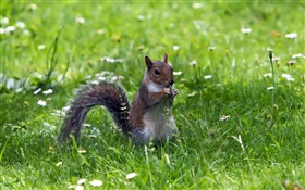 Eichhörnchen im Gras HD Hintergrundbilder