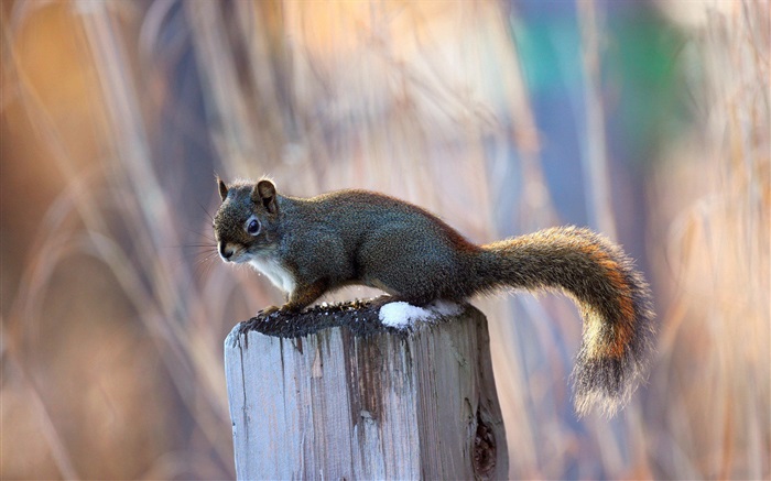 Eichhörnchen auf dem Baumstumpf Hintergrundbilder Bilder