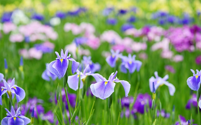 Sommer-Iris-Blumen Hintergrundbilder Bilder