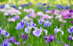 Sommer-Iris-Blumen HD Hintergrundbilder