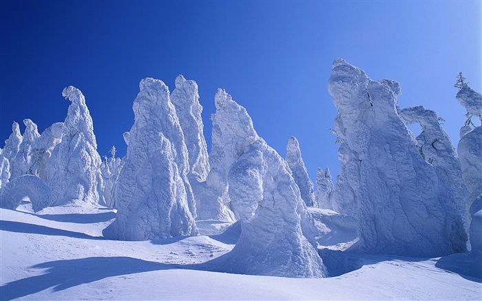 Dicken Schnee, Bäume, Winter Hintergrundbilder Bilder