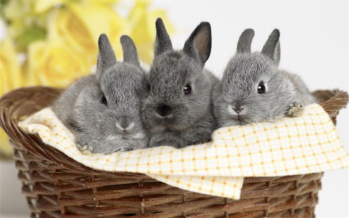 Drei graue Kaninchen Hintergrundbilder Bilder