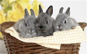 Drei graue Kaninchen HD Hintergrundbilder
