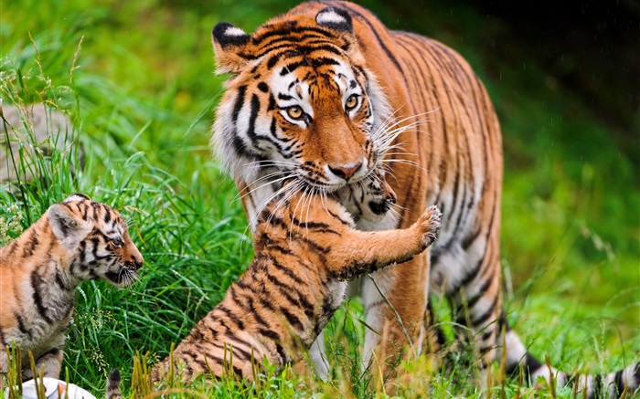 Tigerfamilie, Gras Hintergrundbilder Bilder