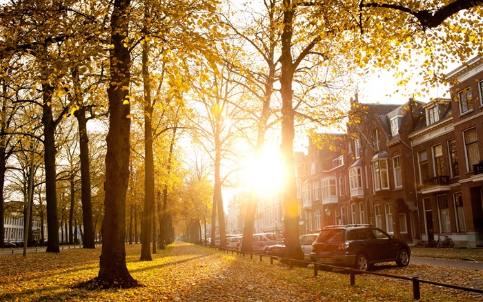 Bäume, Sonne, Herbst, Häuser Hintergrundbilder Bilder