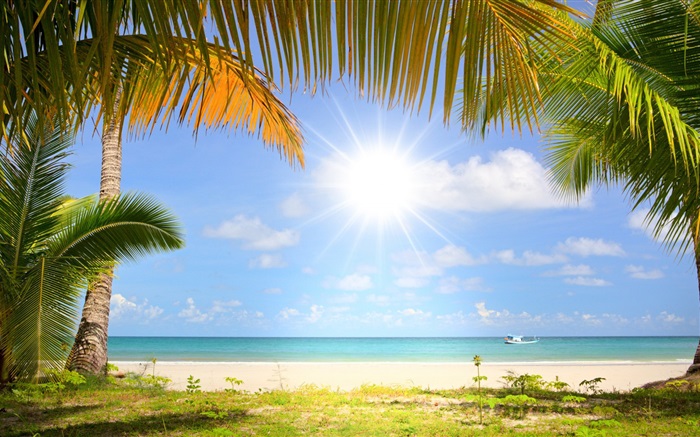 Tropischer Strand, Sonne, Palmen Hintergrundbilder Bilder