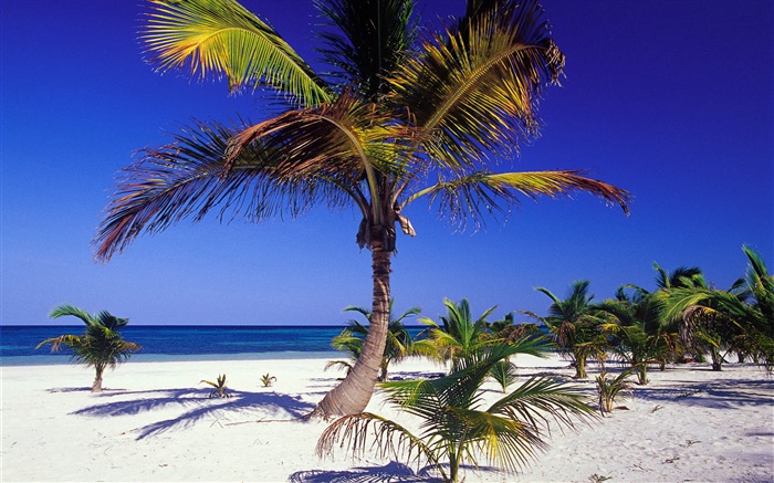 Tropischer Strand mit Palmen Hintergrundbilder Bilder