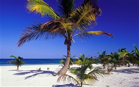 Tropischer Strand mit Palmen HD Hintergrundbilder