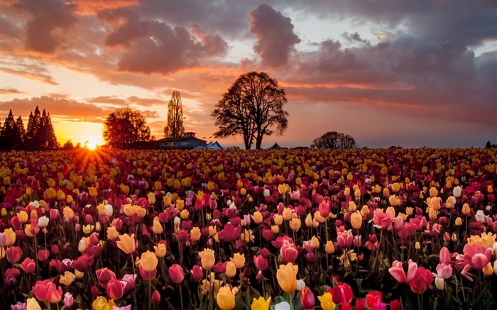 Tulpe Blumen Bereich, warmen Sonnenuntergang Hintergrundbilder Bilder