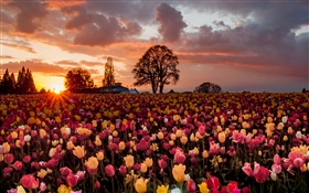 Tulpe Blumen Bereich, warmen Sonnenuntergang HD Hintergrundbilder