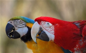 Zwei niedliche Papagei HD Hintergrundbilder