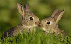 Zwei graue Kaninchen HD Hintergrundbilder