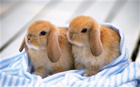 Zwei Kaninchen Welpen HD Hintergrundbilder