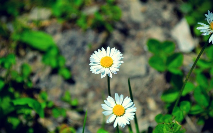 Zwei weiße Gänseblümchen Blumen Hintergrundbilder Bilder