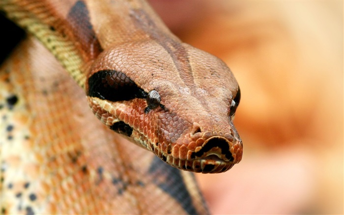 Viper-Kopf close-up Hintergrundbilder Bilder