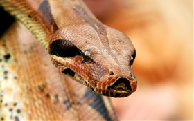 Viper-Kopf close-up