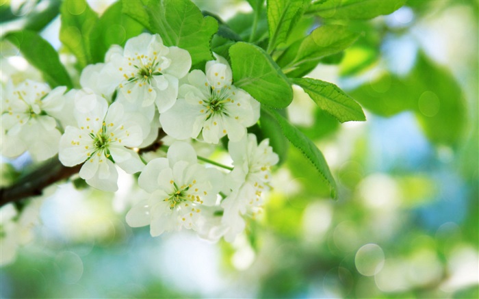 Weiße Kirschblüten Hintergrundbilder Bilder