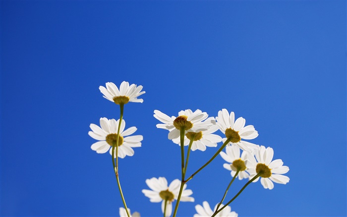 Weiße kleine Blüten, blauer Himmel Hintergrundbilder Bilder