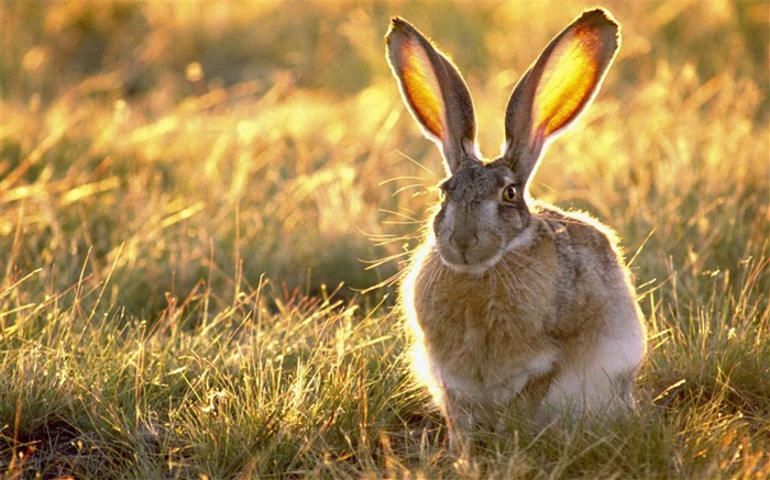 Wildes Kaninchen im Gras Hintergrundbilder Bilder