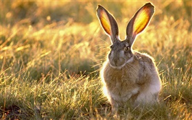 Wildes Kaninchen im Gras HD Hintergrundbilder
