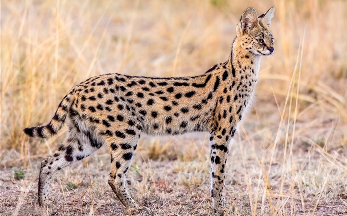Tierwelt, Serval Hintergrundbilder Bilder