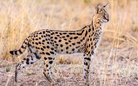 Tierwelt, Serval HD Hintergrundbilder