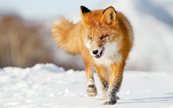 Winter fox Hintergrundbilder Bilder