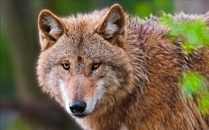 Wolf Portrait, Gesicht Hintergrundbilder Bilder