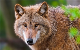 Wolf Portrait, Gesicht HD Hintergrundbilder