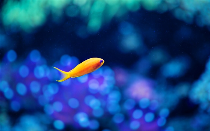 Gelbe Fische, blaues Wasser Hintergrundbilder Bilder
