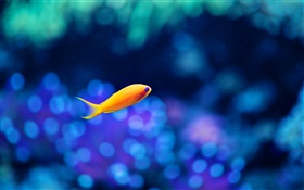 Gelbe Fische, blaues Wasser HD Hintergrundbilder