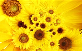 Gelbe Blumen, Sonnenblumen HD Hintergrundbilder