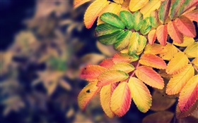 Gelbe Blätter, Herbst HD Hintergrundbilder