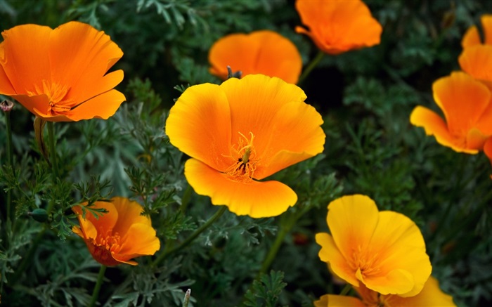 Gelbe kleine Blumen Hintergrundbilder Bilder