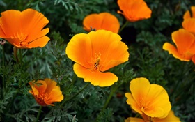 Gelbe kleine Blumen HD Hintergrundbilder