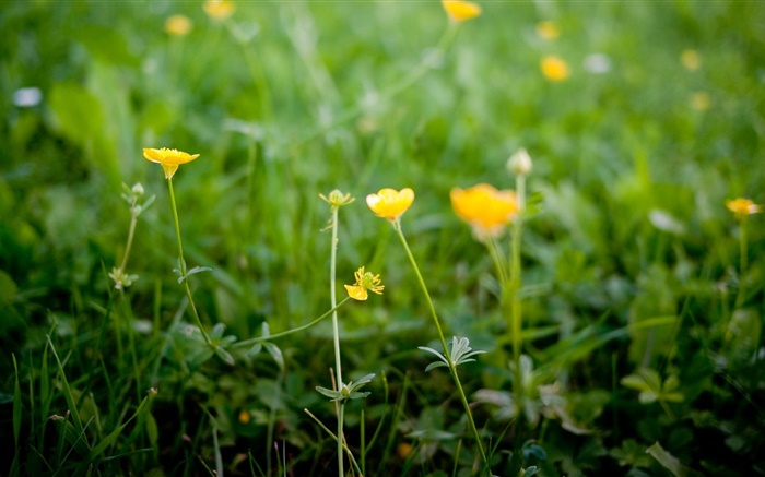 Gelbe Wildblumen Hintergrundbilder Bilder