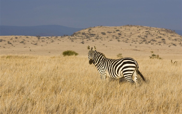 Zebra in der Prärie Hintergrundbilder Bilder