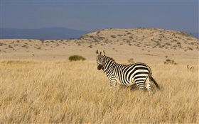 Zebra in der Prärie HD Hintergrundbilder