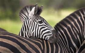 Zebra HD Hintergrundbilder