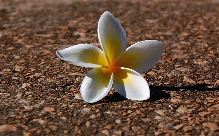 Ein frangipani, weiß gelben Blüten Hintergrundbilder Bilder