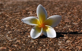 Ein frangipani, weiß gelben Blüten