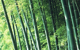 Luft frisch Bambuswald HD Hintergrundbilder