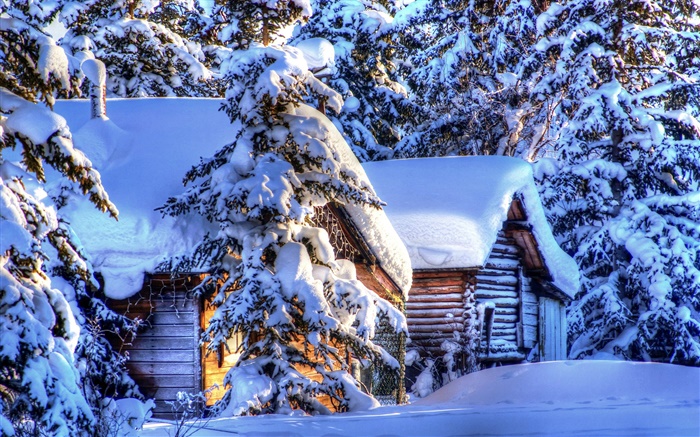 Alaska, dicken Schnee, Wald, Fichte, Hütten, Winter Hintergrundbilder Bilder
