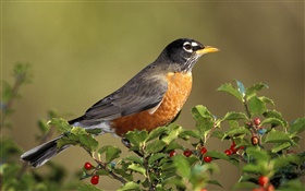 American Robin Vögel, Turdus, Beeren HD Hintergrundbilder