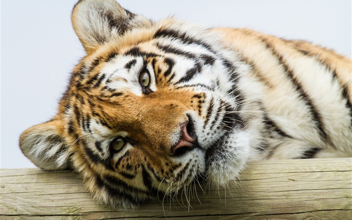 Amur-Tiger Gesicht close-up Hintergrundbilder Bilder