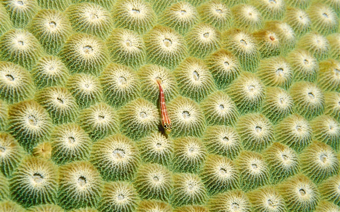 Anemone, kleine Fische Hintergrundbilder Bilder