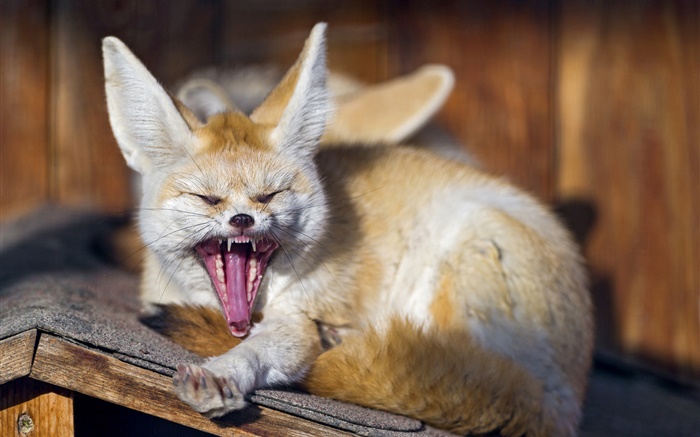 Tiere, Fuchs gähnt Hintergrundbilder Bilder