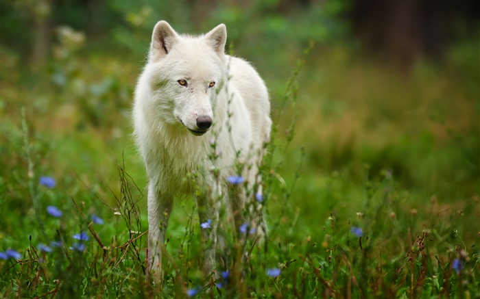 Arktischer Wolf Hintergrundbilder Bilder